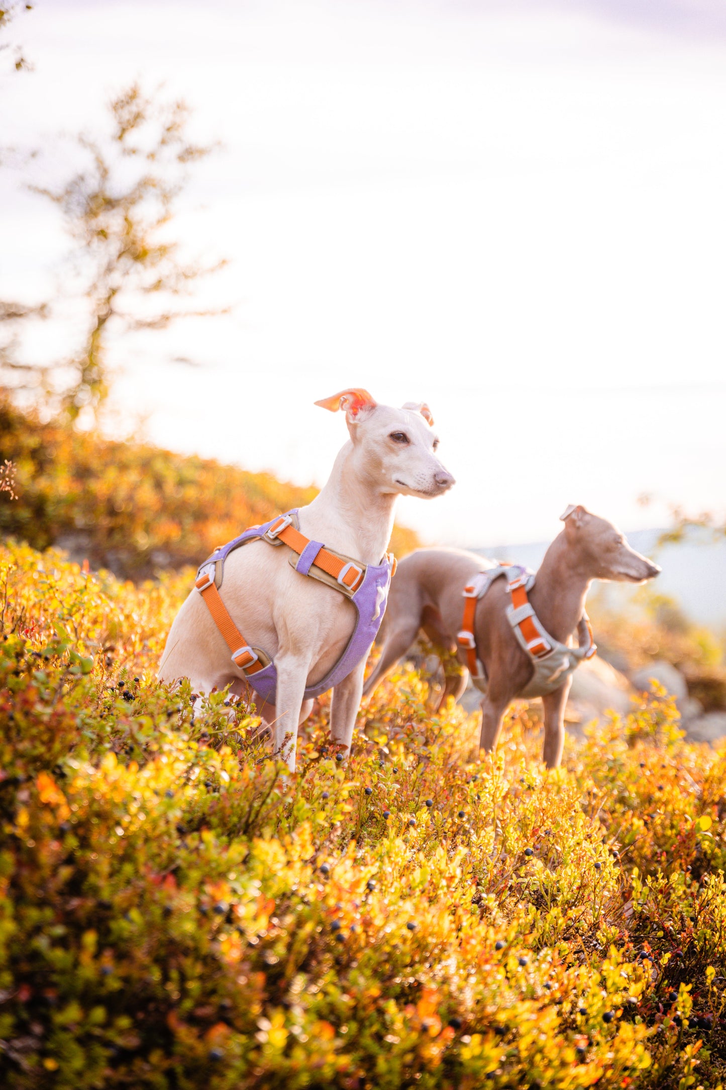 WW Alpha 360 Harness Lavender Mix