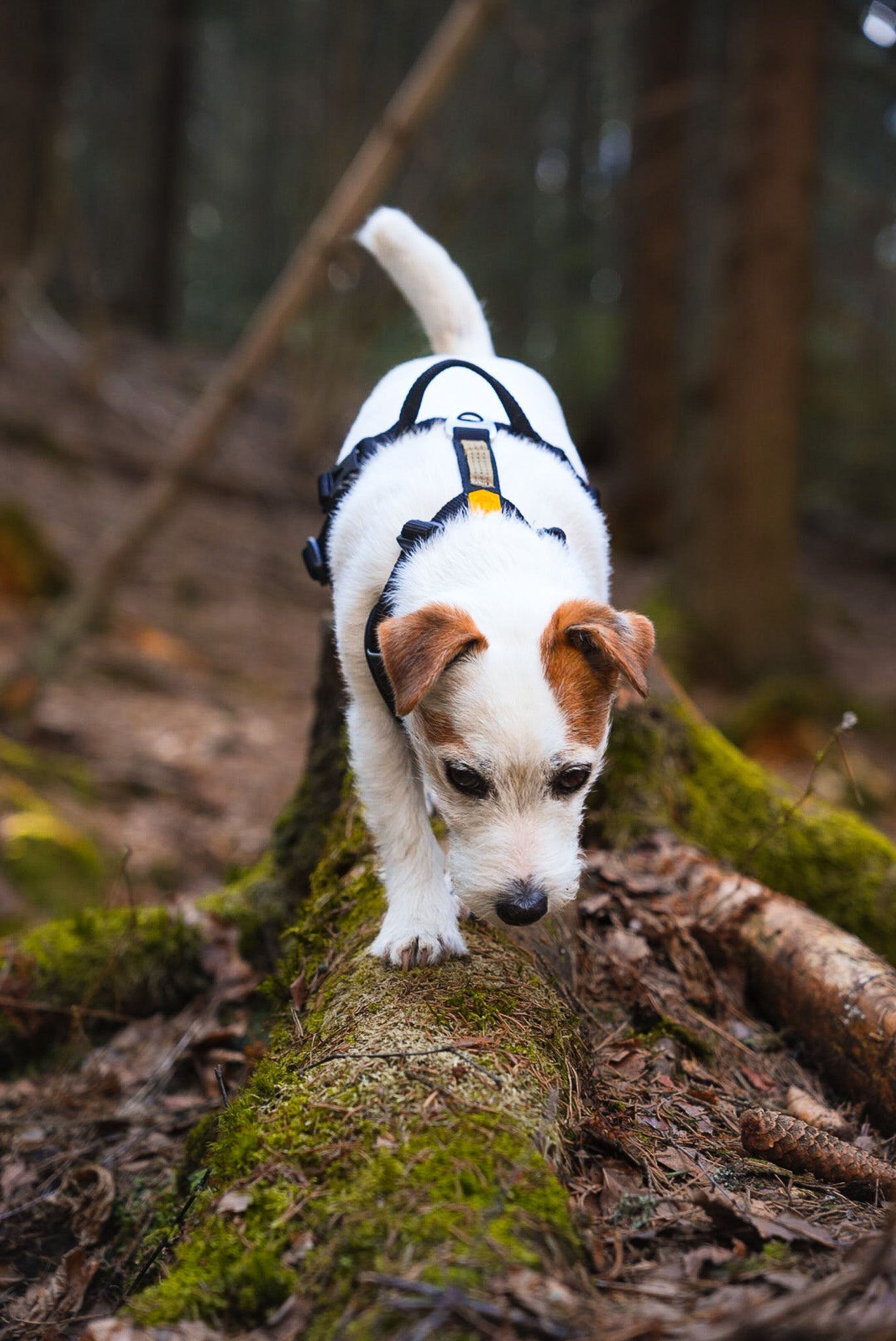 WW Roam Harness Black Ripple