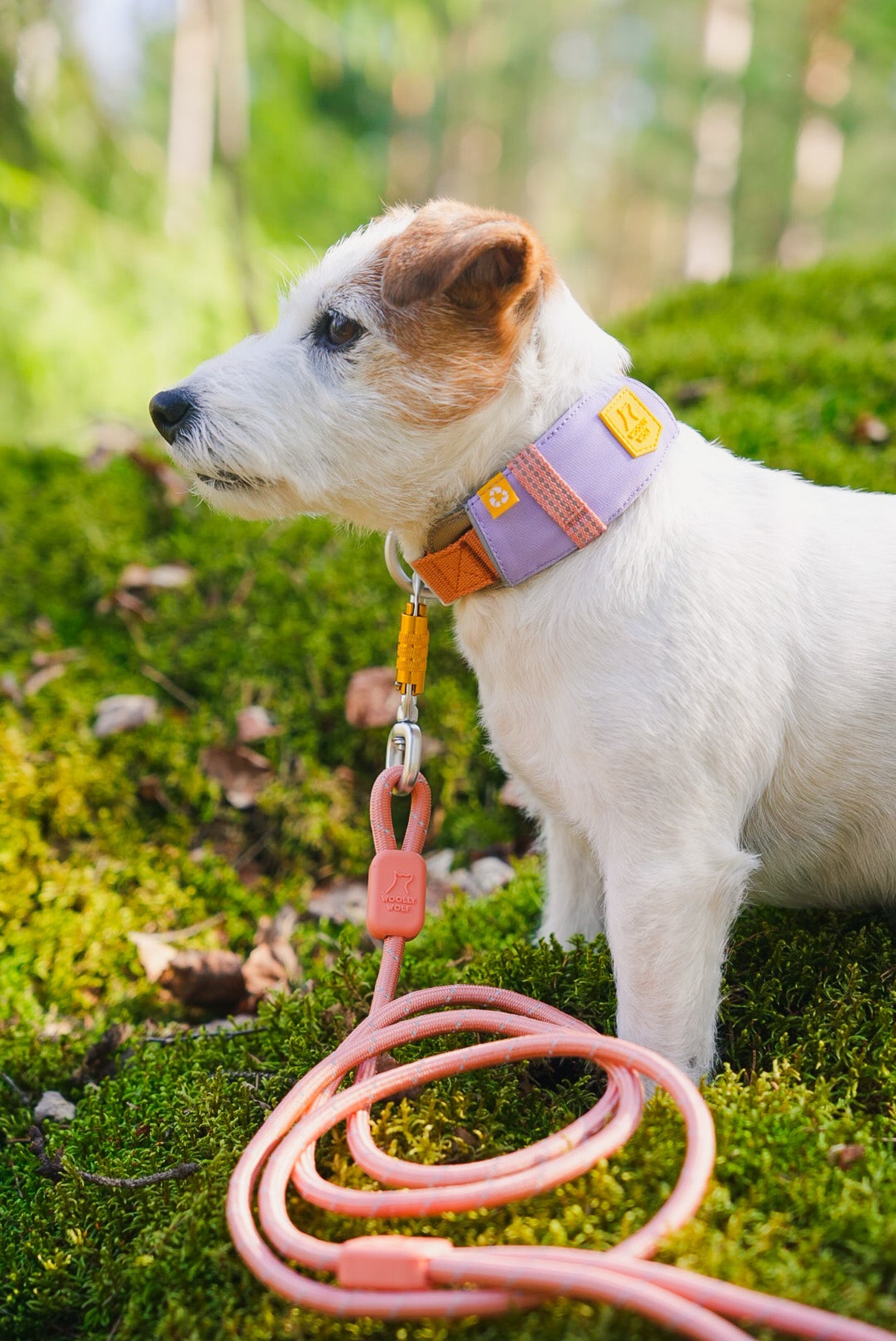 WW Alpha 360 Collar Lavender Mix