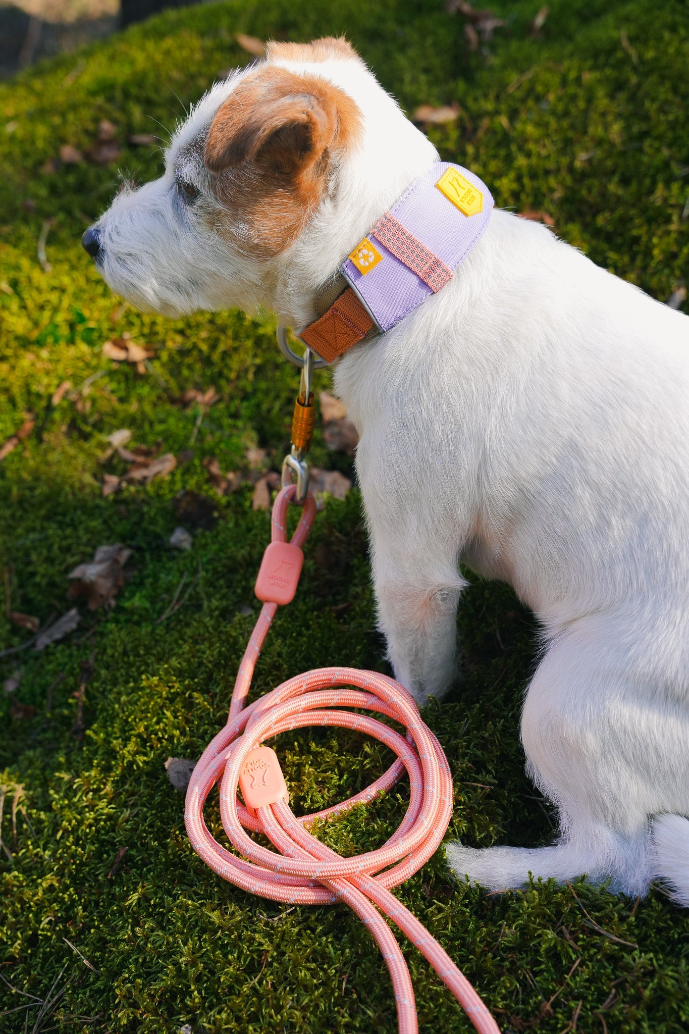 WW Alpha 360 Collar Lavender Mix