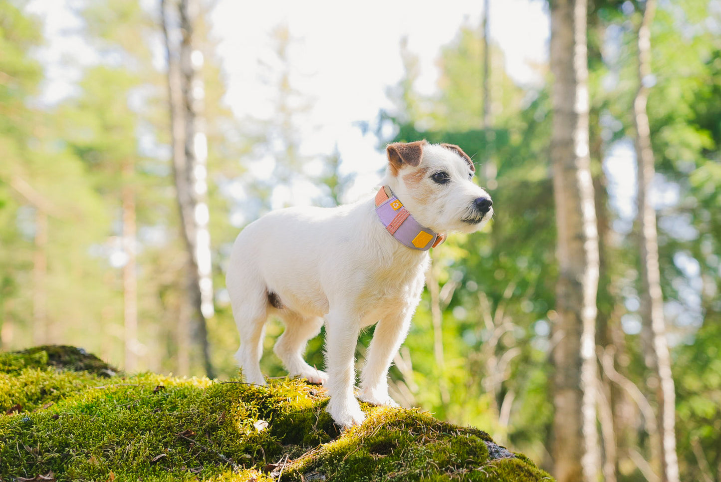 WW Alpha 360 Collar Lavender Mix