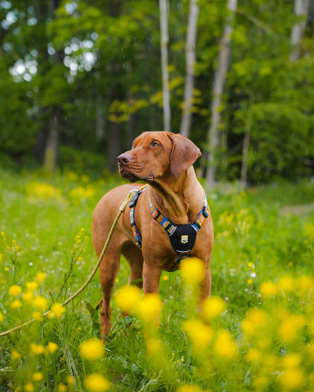 WW Rope Leash Pistachio 10mm
