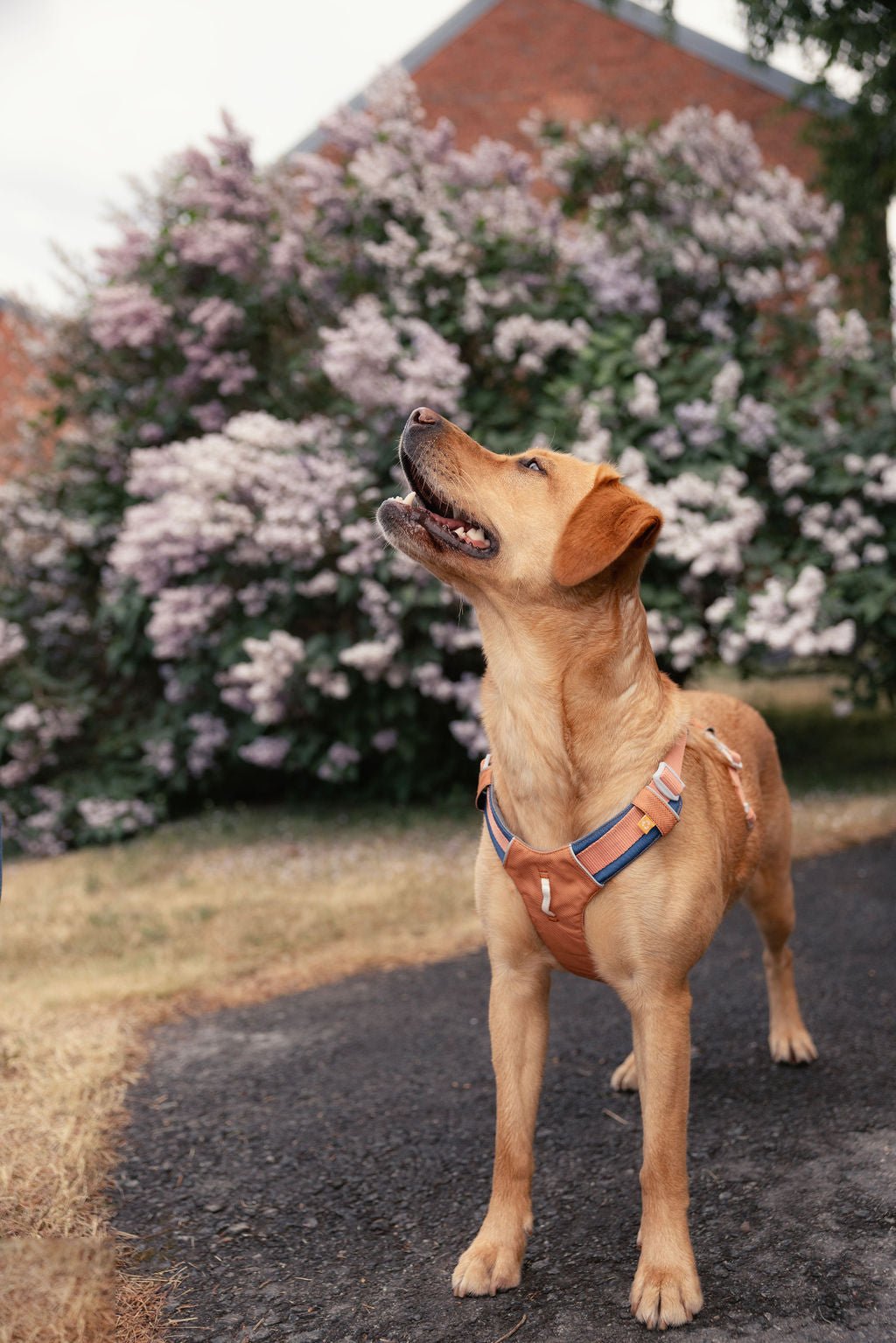 WW Alpha 360 Harness Golden Hour Mix