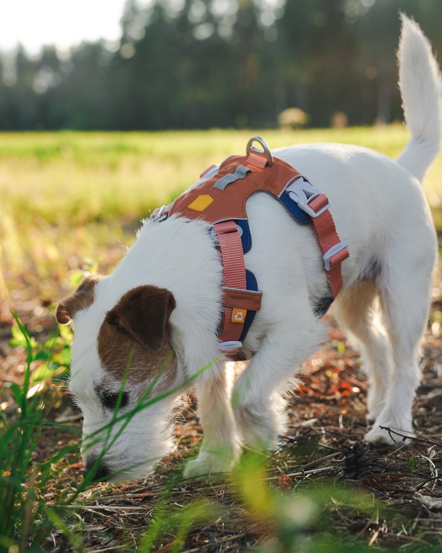 WW Alpha 360 Harness Golden Hour Mix