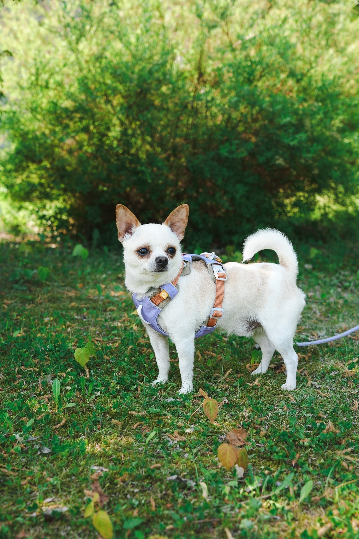 WW Alpha 360 Harness Lavender Mix