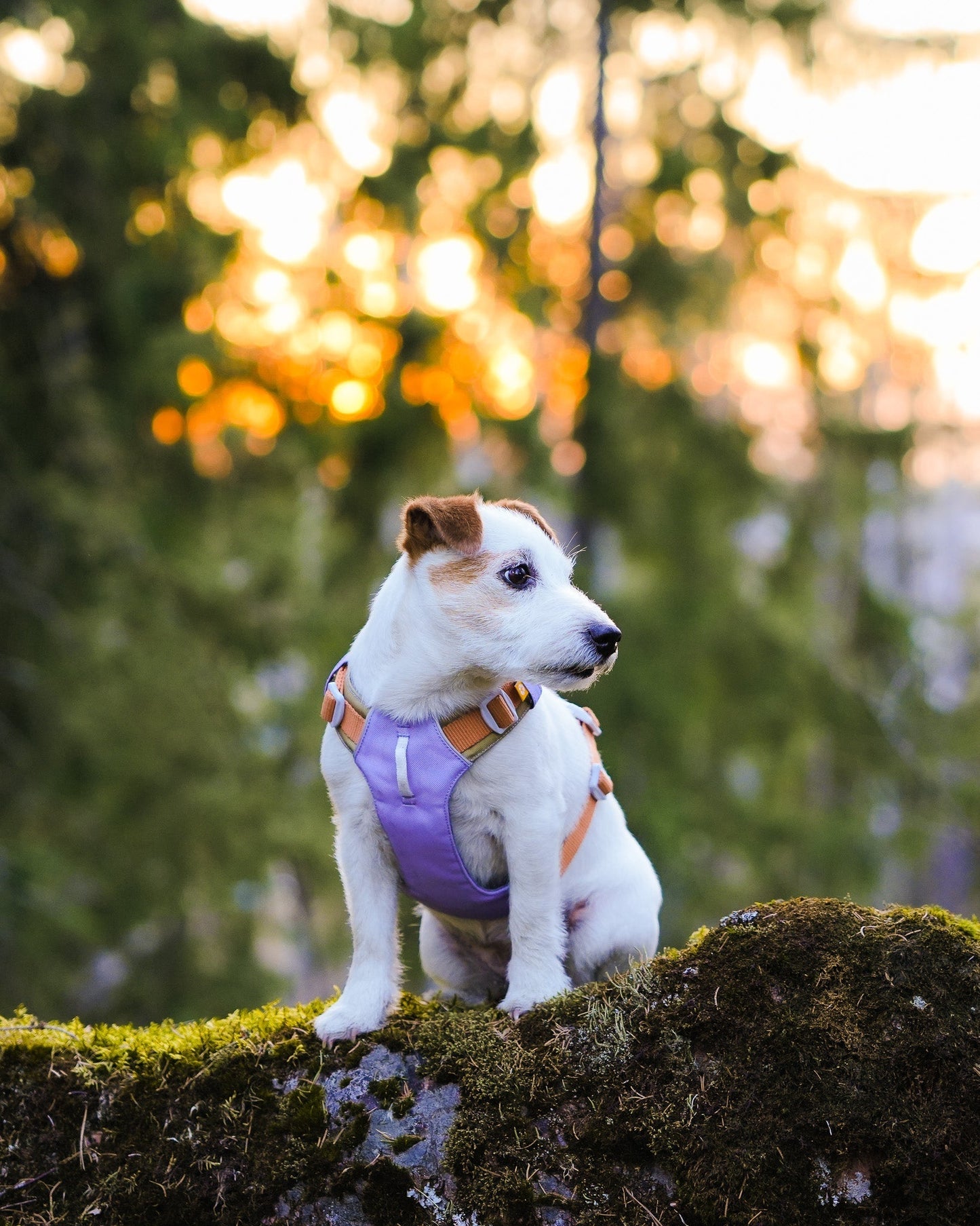 WW Alpha 360 Harness Lavender Mix