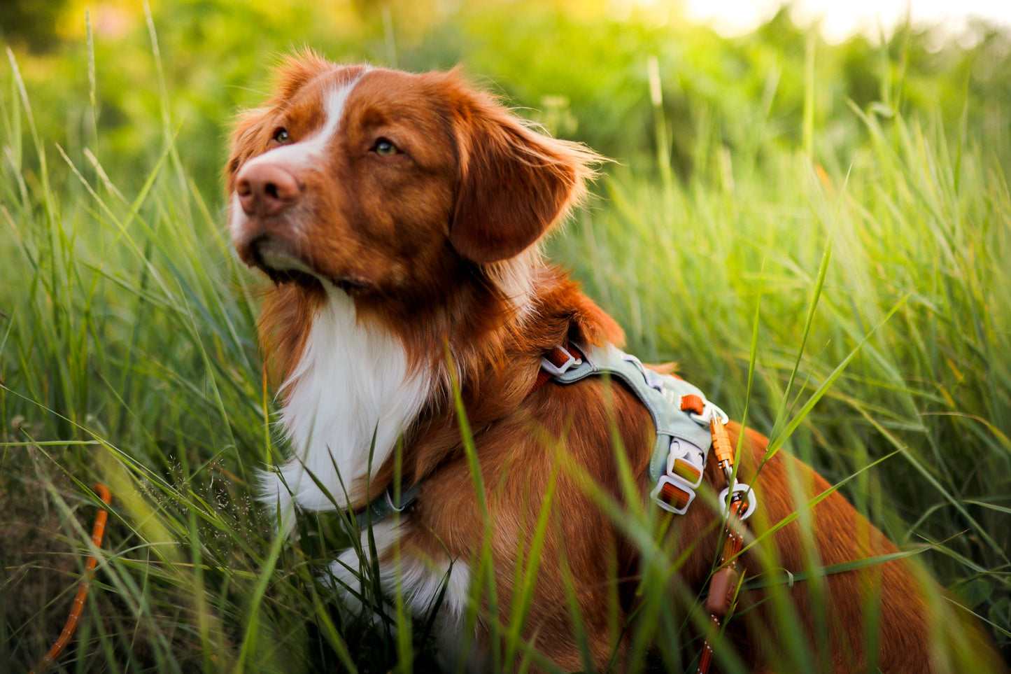 WW Alpha 360 Harness Glacier Green Mix