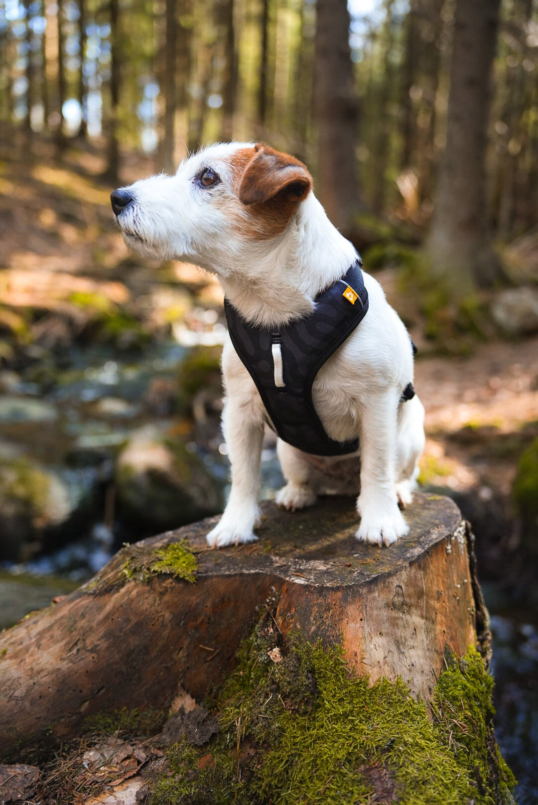 WW Roam Harness Black Ripple