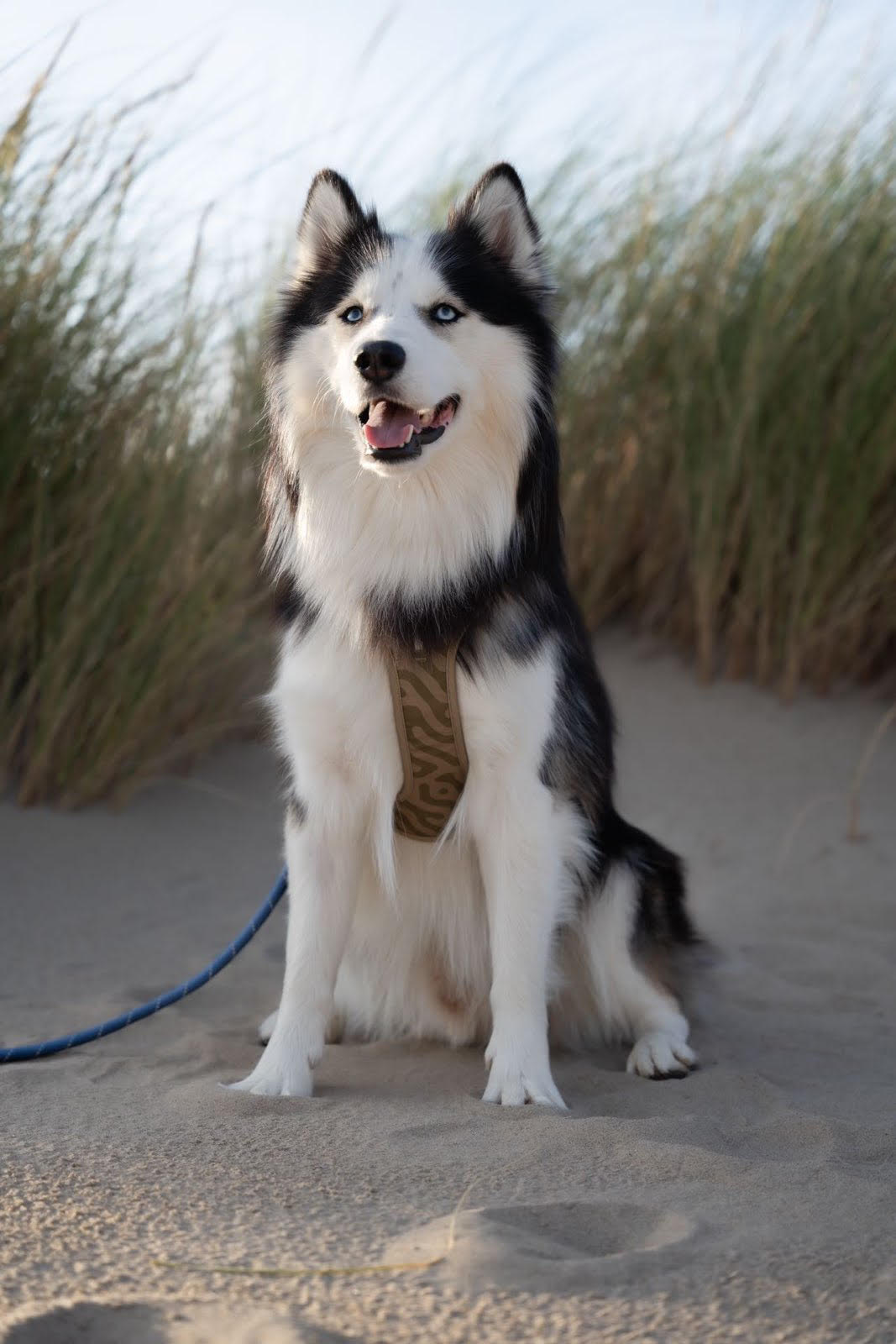 WW Roam Harness Green Ripple