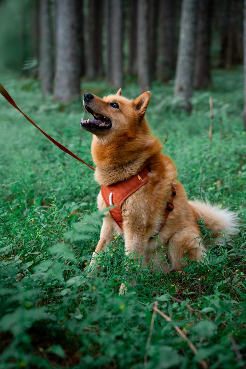 WW Roam Harness Terracotta Ripple