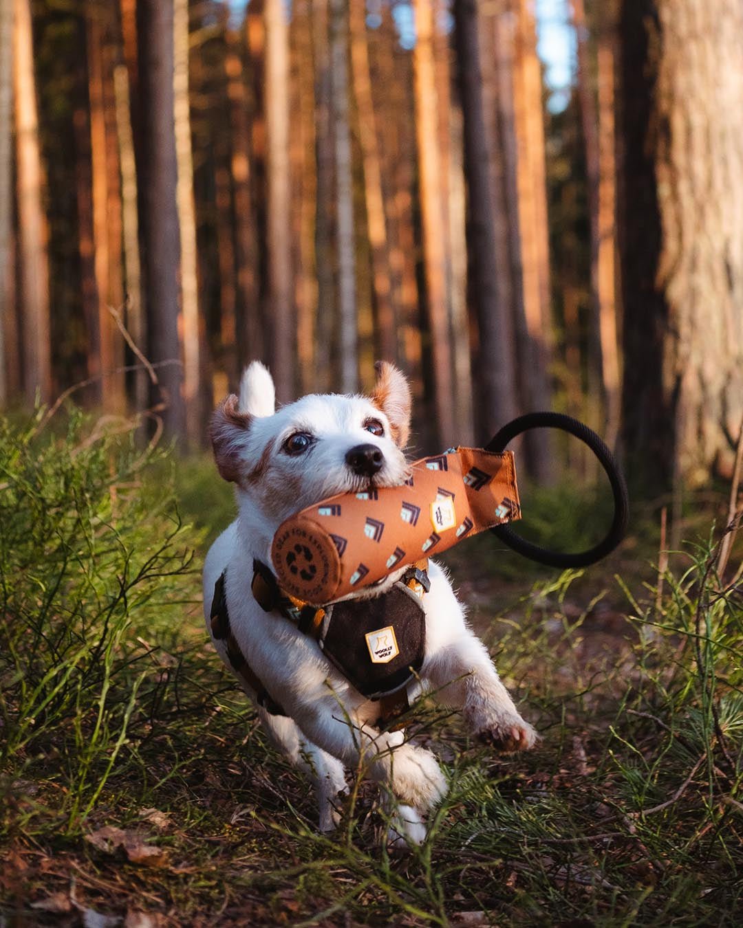 WW Floaty Fetch Toy, Woodland