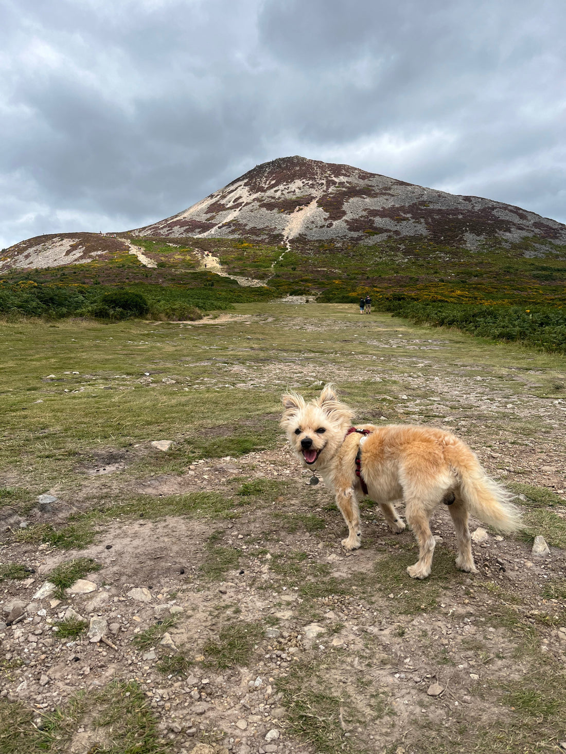 Rejs med Lucky til Irland – Wicklow Mountains & Glendalough