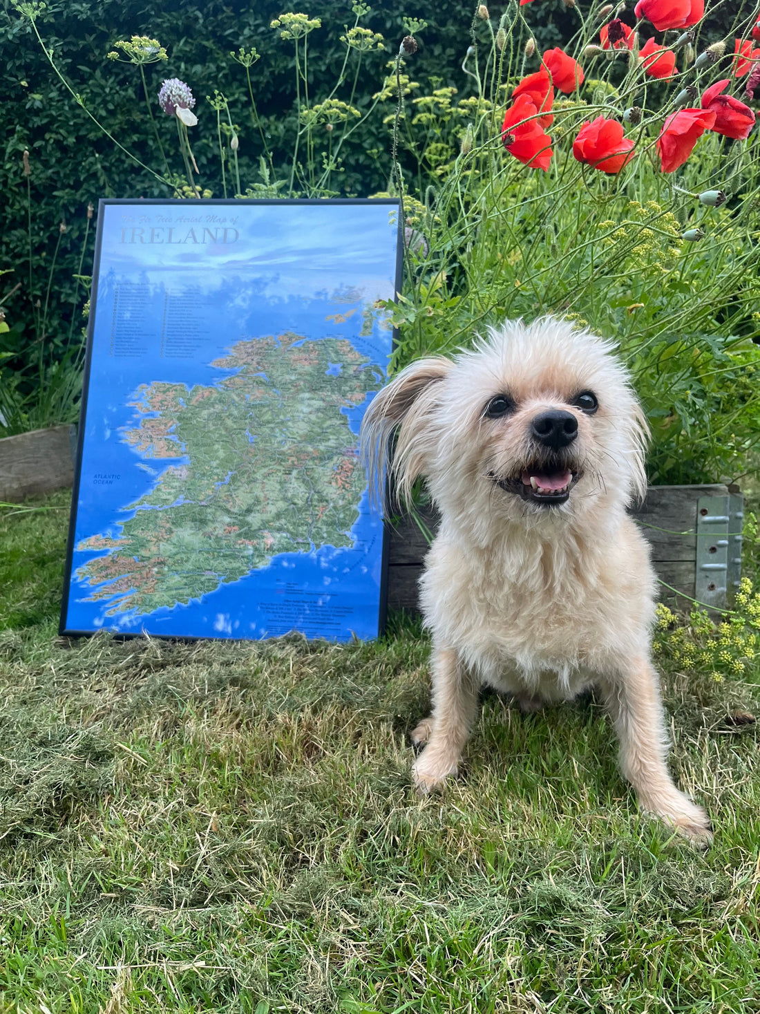 Rejs med Lucky til Irland – Del 1: Det praktiske ✈🐾