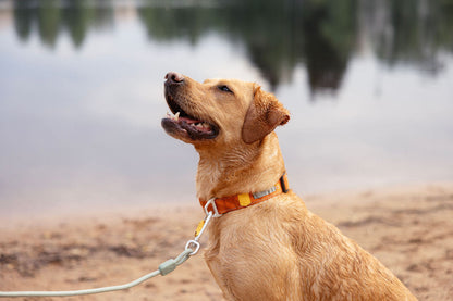 WW Alpha 360 Collar Golden Hour Mix