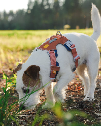 WW Alpha 360 Harness Golden Hour Mix