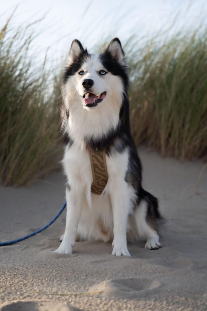 WW Roam Harness Green Ripple
