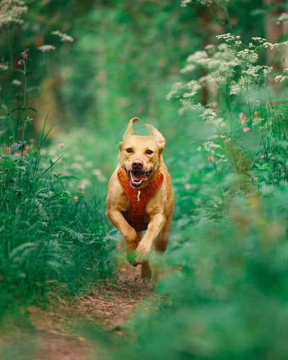 WW Roam Harness Terracotta Ripple